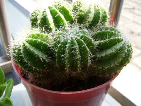 辦公桌植物